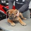 South African Mastiff – Boerboel Puppies photo 1