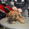 South African Mastiff – Boerboel Puppies photo 2