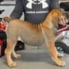 South African Mastiff – Boerboel Puppies photo 3