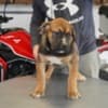 South African Mastiff – Boerboel Puppies photo 4