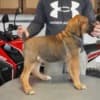 South African Mastiff – Boerboel Puppies photo 5