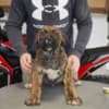 South African Mastiff – Boerboel Puppies photo 6
