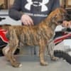 South African Mastiff – Boerboel Puppies photo 7
