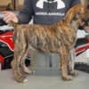 South African Mastiff – Boerboel Puppies photo 8