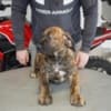 South African Mastiff – Boerboel Puppies photo 9