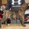 South African Mastiff – Boerboel Puppies photo 10