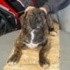 South African Mastiff – Boerboel Puppies photo 11