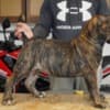 South African Mastiff – Boerboel Puppies photo 12