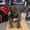 South African Mastiff – Boerboel Puppies photo 14