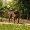 South African Mastiff – Boerboel Puppies photo 17
