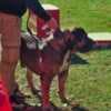 South African Mastiff – Boerboel Puppies photo 18