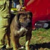 South African Mastiff – Boerboel Puppies photo 19