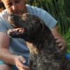 South African Mastiff – Boerboel Puppies photo 20