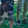 South African Mastiff – Boerboel Puppies photo 21