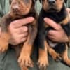 Doberman – Puppies for Sale photo 1