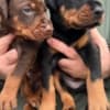 Doberman – Puppies for Sale photo 2