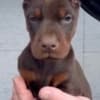 Doberman – Puppies for Sale photo 4