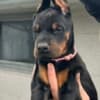 Doberman – Puppies for Sale photo 6