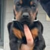 Doberman – Puppies for Sale photo 9
