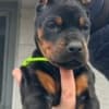 Doberman – Puppies for Sale photo 10