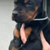 Doberman – Puppies for Sale photo 11