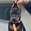 Doberman – Puppies for Sale photo 12