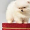 Pomeranian Boo Puppies photo 1