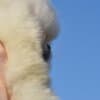 Pomeranian Boo Puppies photo 4