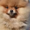 Pomeranian Boo Puppies photo 5