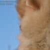 Pomeranian Boo Puppies photo 6