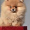 Pomeranian Boo Puppies photo 7