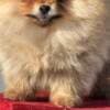 Pomeranian Boo Puppies photo 8