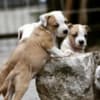 American Staffordshire Terrier puppies photo 1