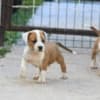 American Staffordshire Terrier puppies photo 2