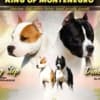 American Staffordshire Terrier puppies photo 3