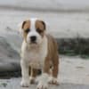 American Staffordshire Terrier puppies photo 4
