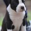 American Staffordshire Terrier puppies photo 5