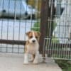 American Staffordshire Terrier puppies photo 6