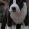 American Staffordshire Terrier puppies photo 7