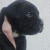 Cane Corso – Puppies for Sale photo 1