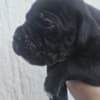 Cane Corso – Puppies for Sale photo 2