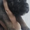 Cane Corso – Puppies for Sale photo 4