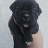 Cane Corso – Puppies for Sale photo 6