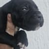 Cane Corso – Puppies for Sale photo 8