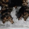 Yorkshire Terrier – Beautiful Puppies photo 1