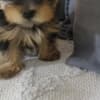 Yorkshire Terrier – Beautiful Puppies photo 3