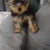 Yorkshire Terrier – Beautiful Puppies photo 4
