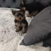 Yorkshire Terrier – Beautiful Puppies photo 5