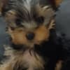 Yorkshire Terrier – Beautiful Puppies photo 6