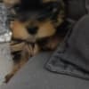 Yorkshire Terrier – Beautiful Puppies photo 8